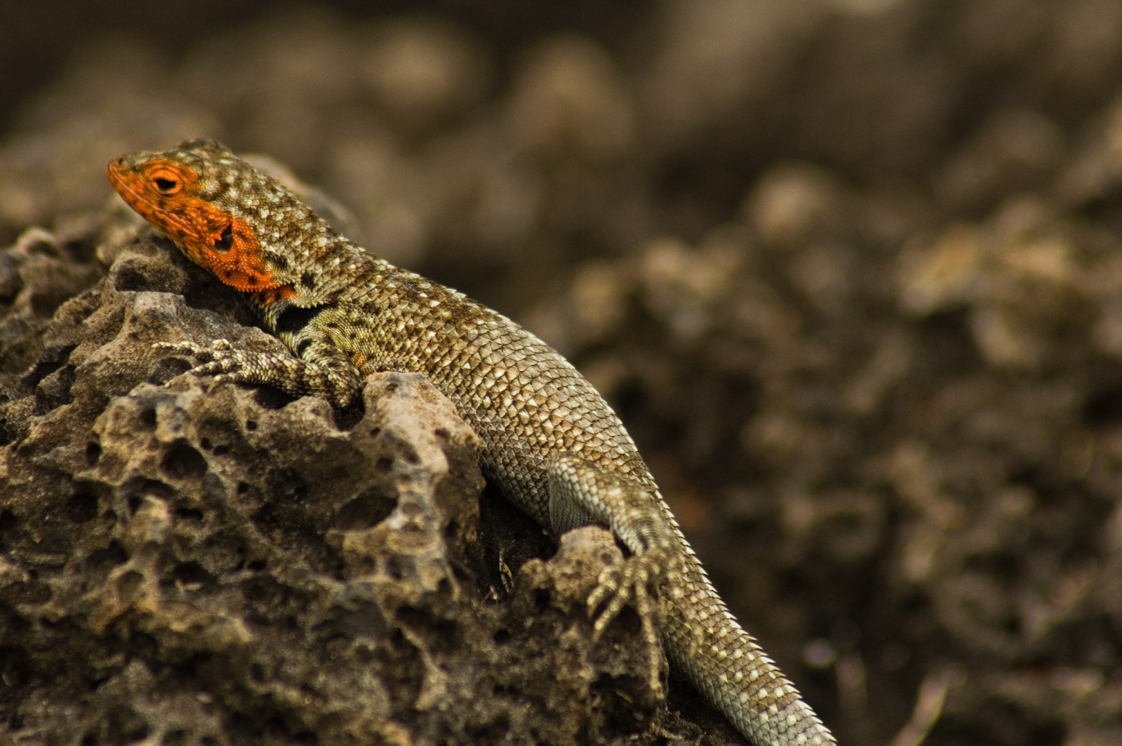 Galápagos lava lizard - Photo Credit: Photo by Peter Wilto from Wikimedia