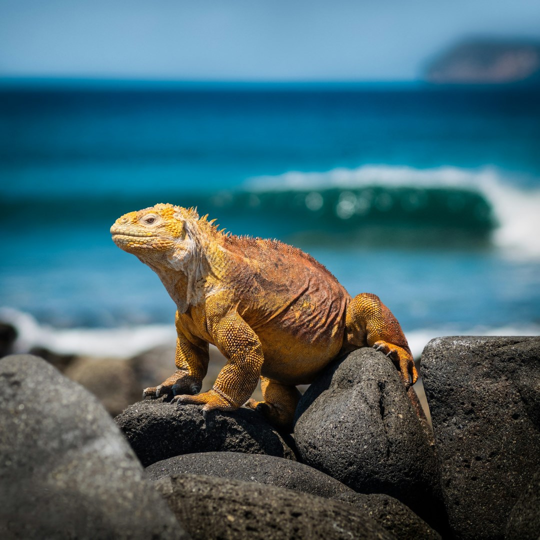 Iguana - Photo Credit: Photo by simon on Unsplash