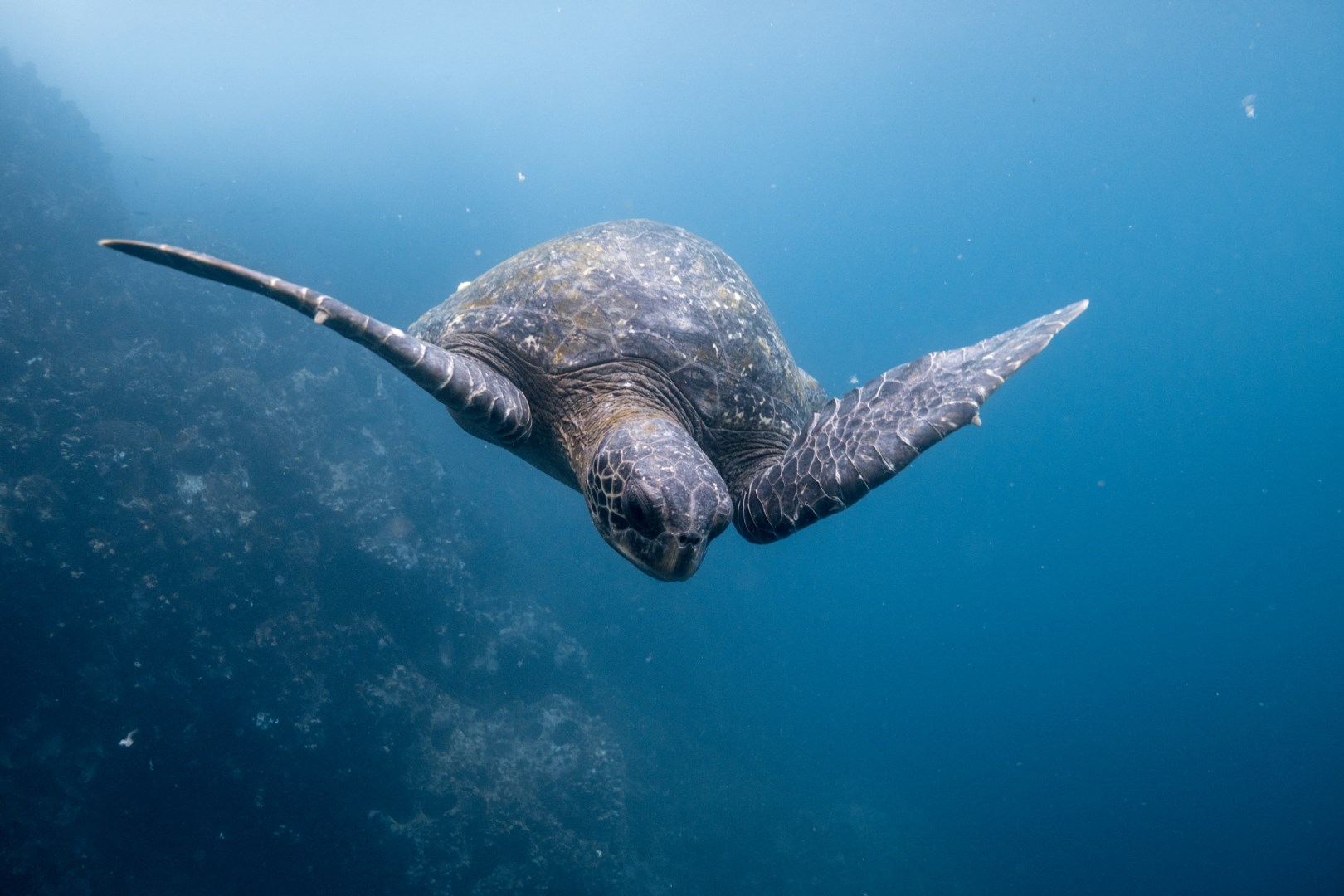 Turtle - Photo Credit: Photo by Dustin Haney on Unsplash