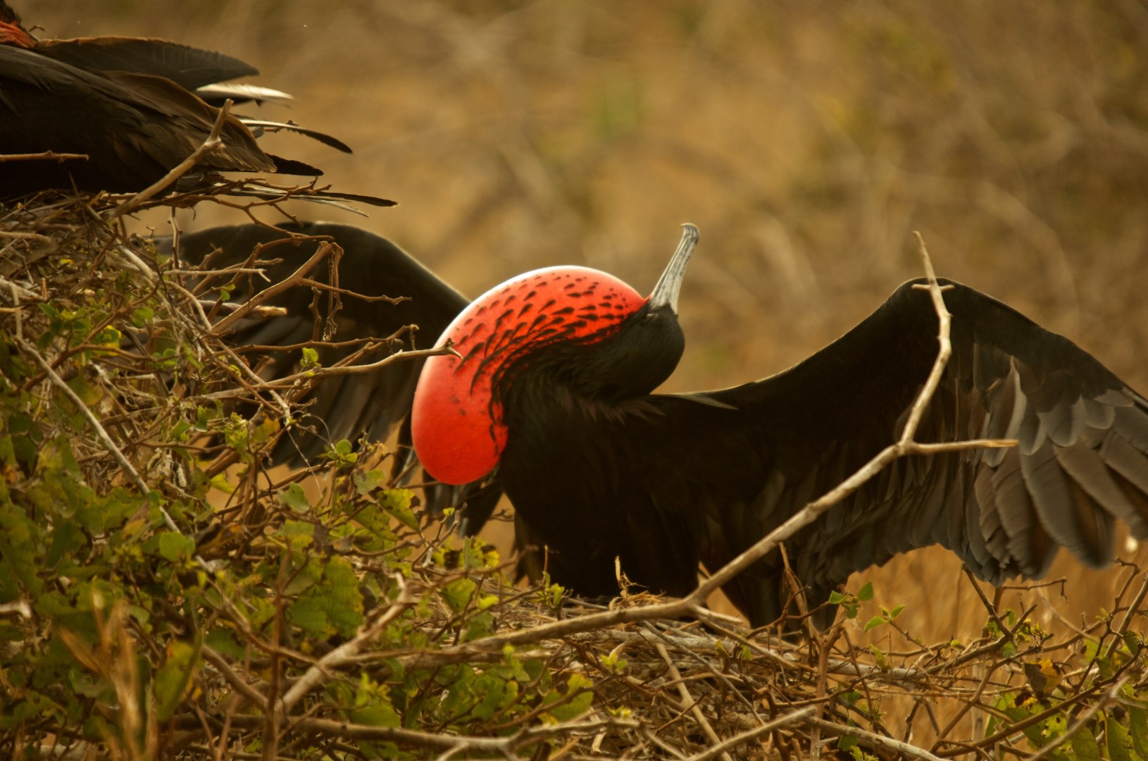 A male Magnificent Frigatebird - Photo Credit: Photo by Andrew Turneron Wikimedia