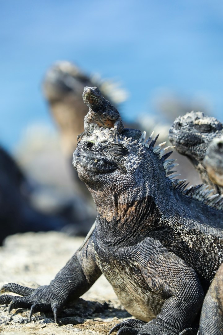 Iguanas - Photo Credit: Photo by Dylan Shaw on Unsplash