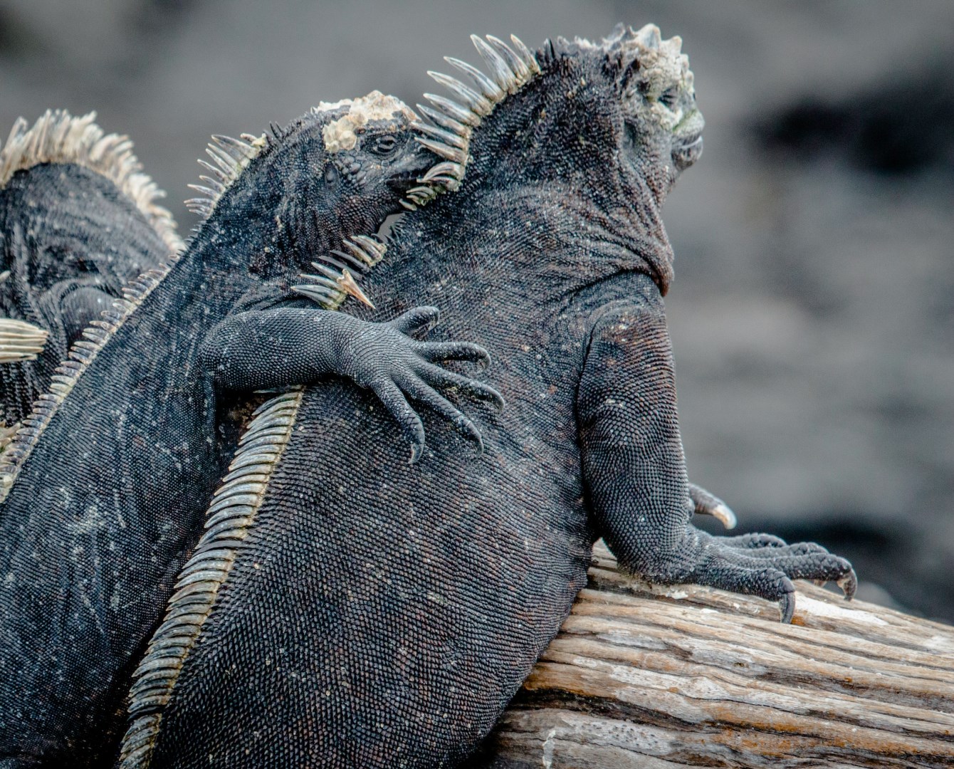 Iguanas - Photo Credit: Photo by Alan Alquist on Unsplash