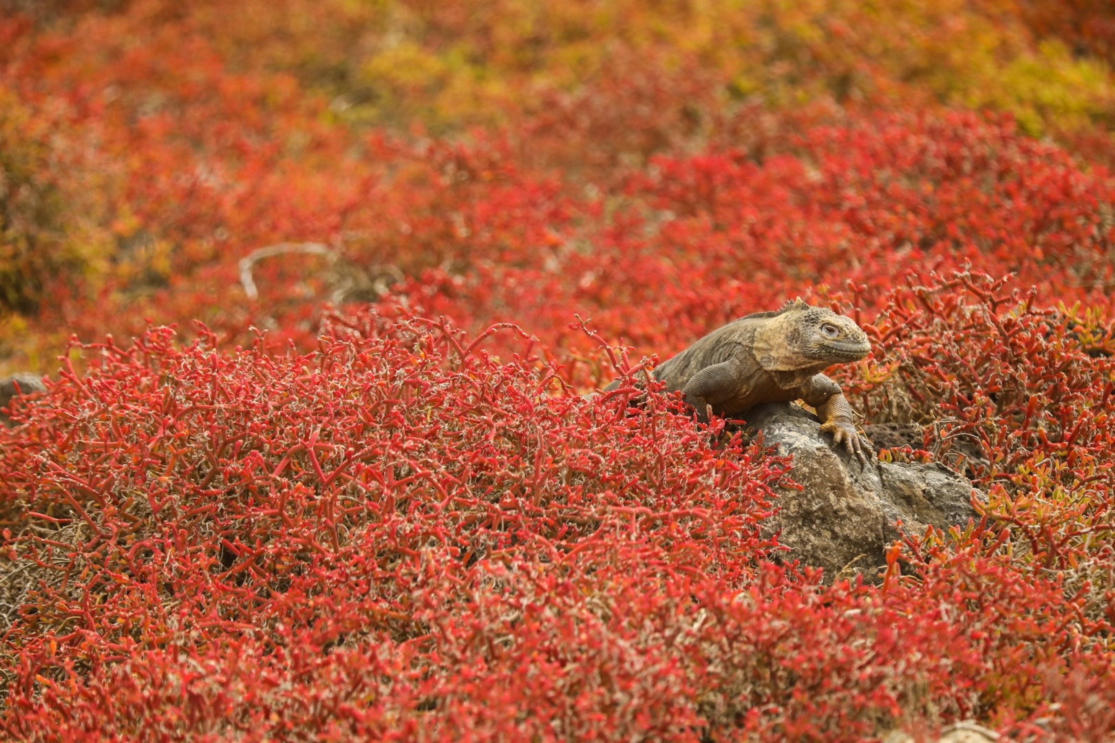 Iguana - Photo Credit: Photo by Dylan Shaw on Unsplash