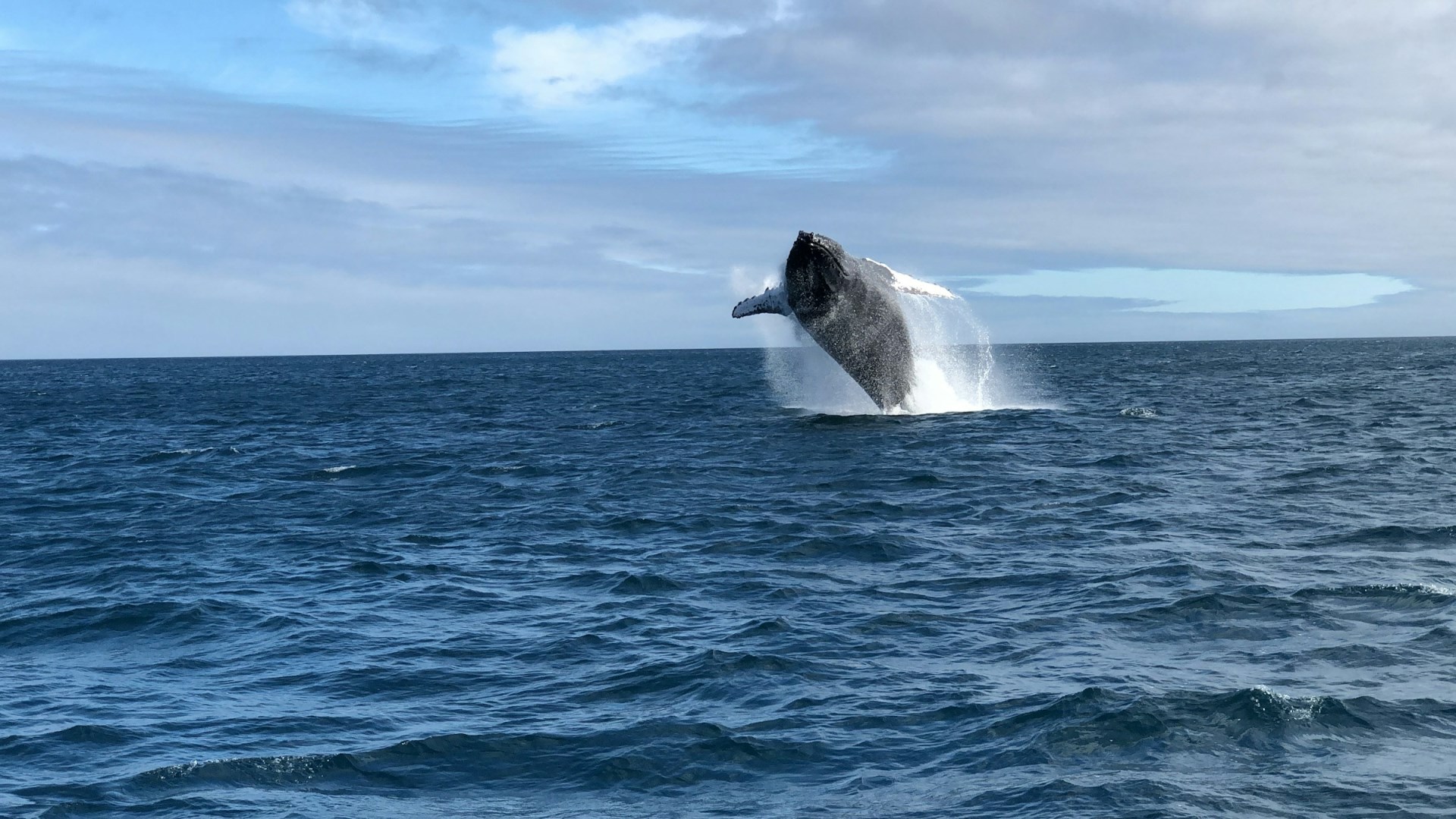 Whale - Photo Credit: Photo by Bryan Thompson on Unsplash