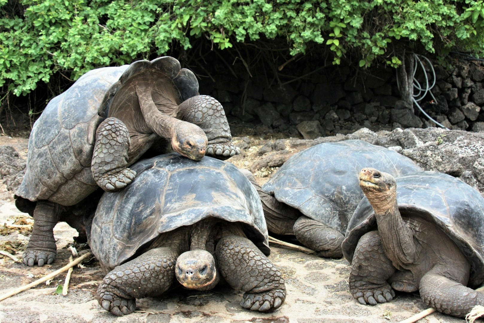 Galapagos Tortoises - Photo Credit: Photo by Deb Dowd on Unsplash