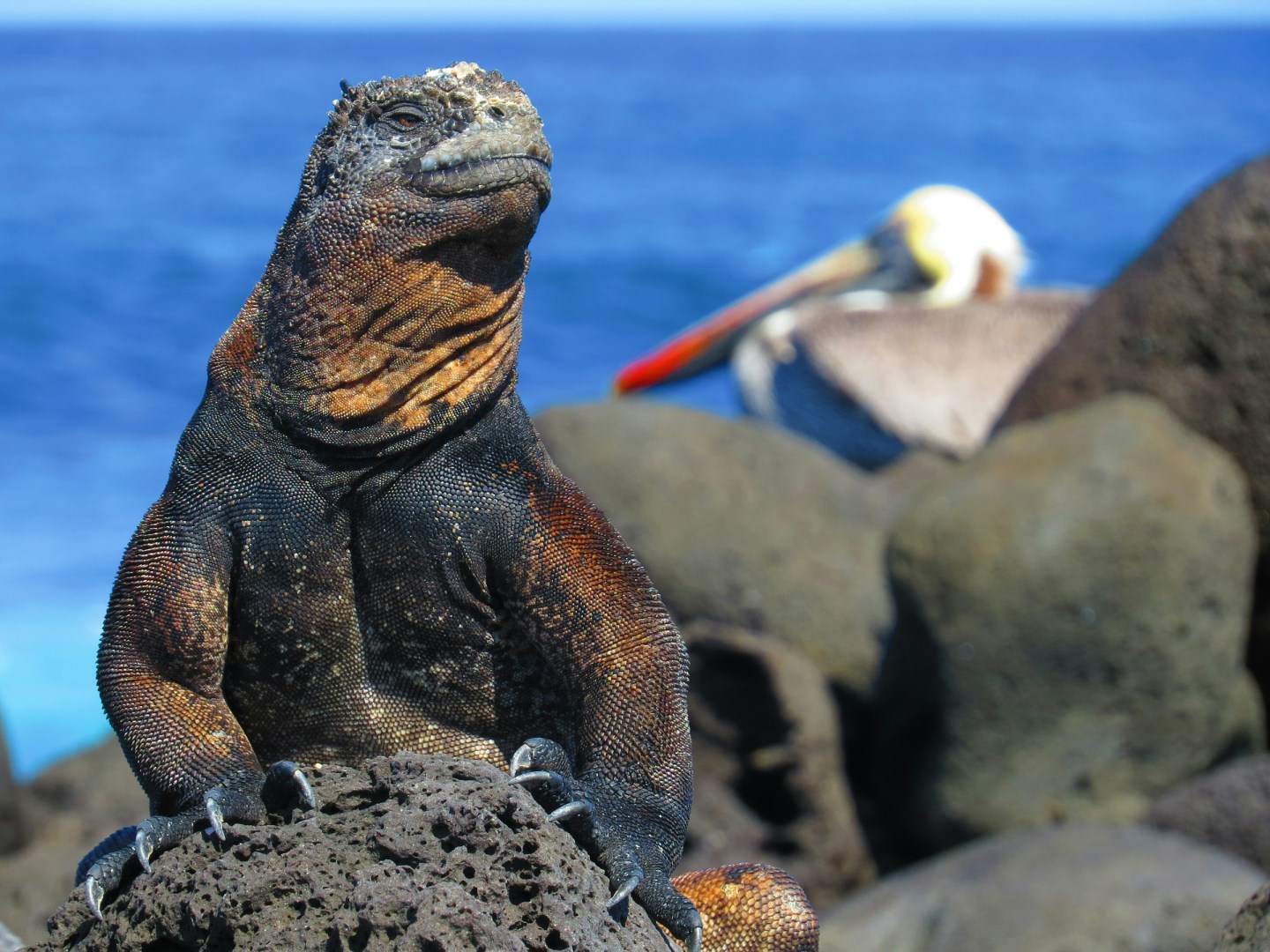 Marine iguana and pelican - Photo Credit: Photo by Michael Jerrard on Unsplash