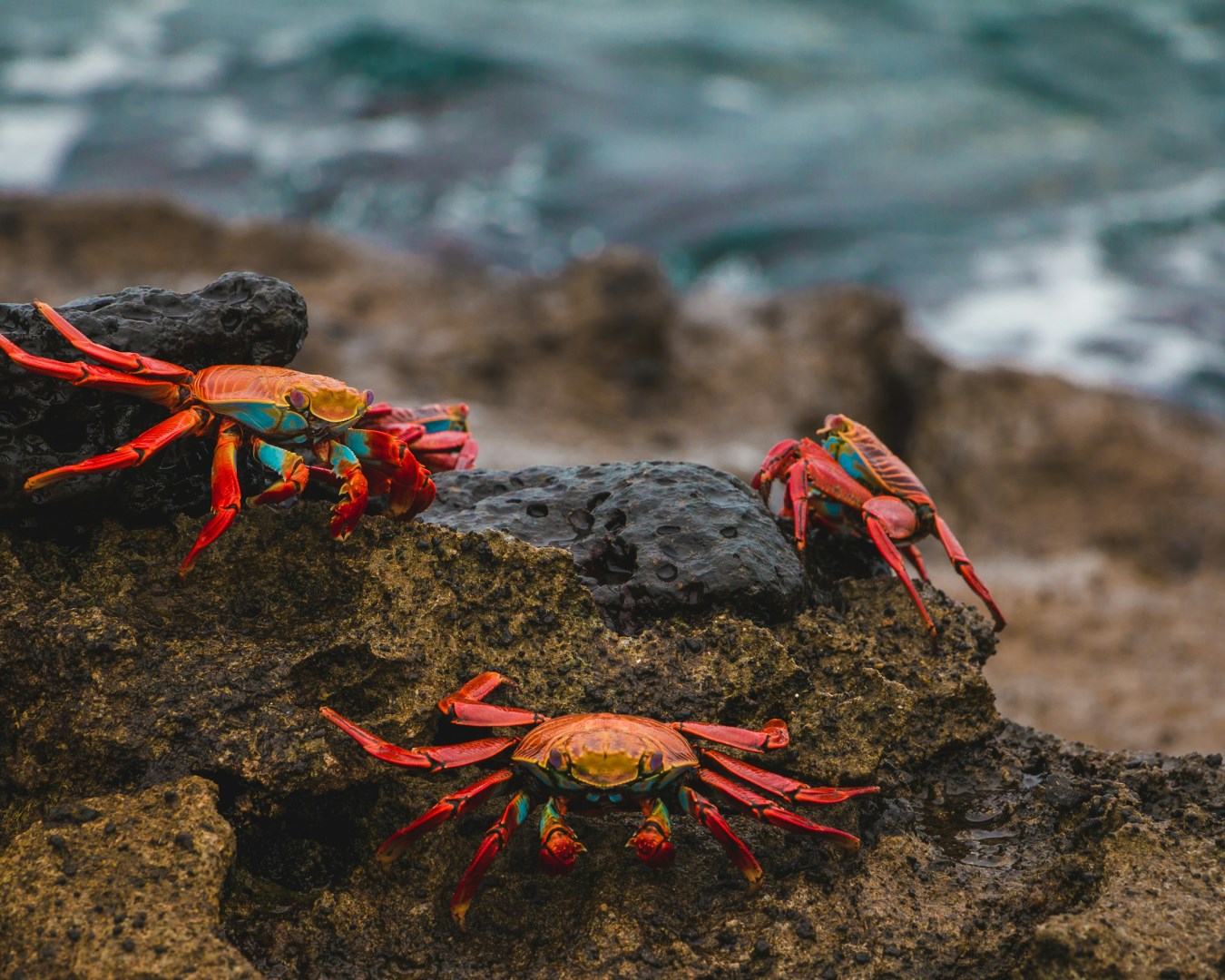 Sally Lightfoot crabs - Photo Credit: Photo by Amy Perez on Unsplash