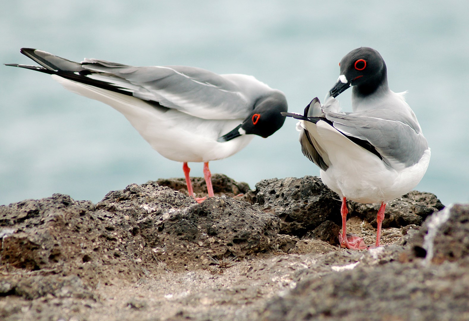 Swallow-tailed Gulls - Photo Credit: Photo by suecan1 from Wikimedia