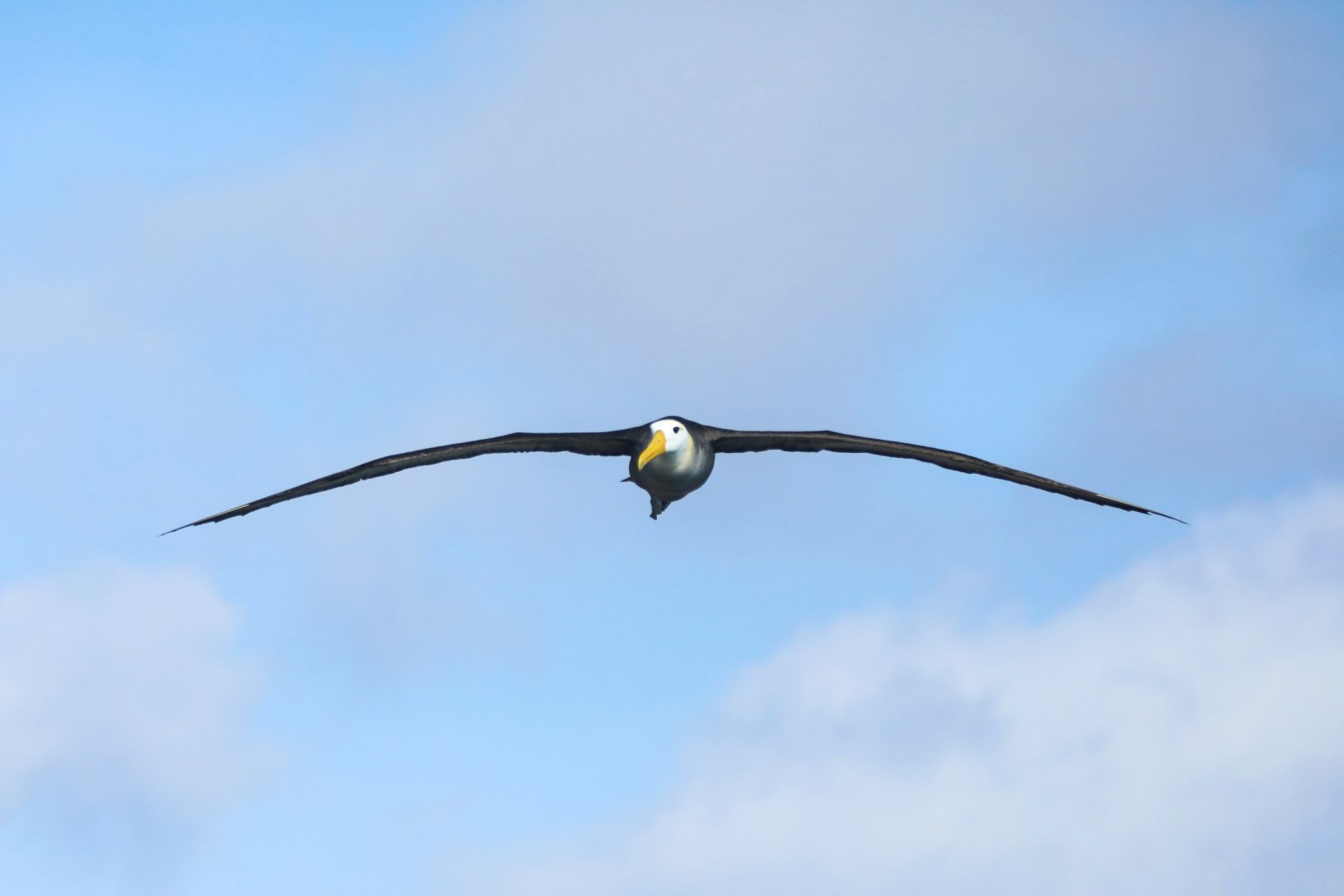 Albatross in flight - Photo Credit: Photo by Dylan Shaw on Unsplash