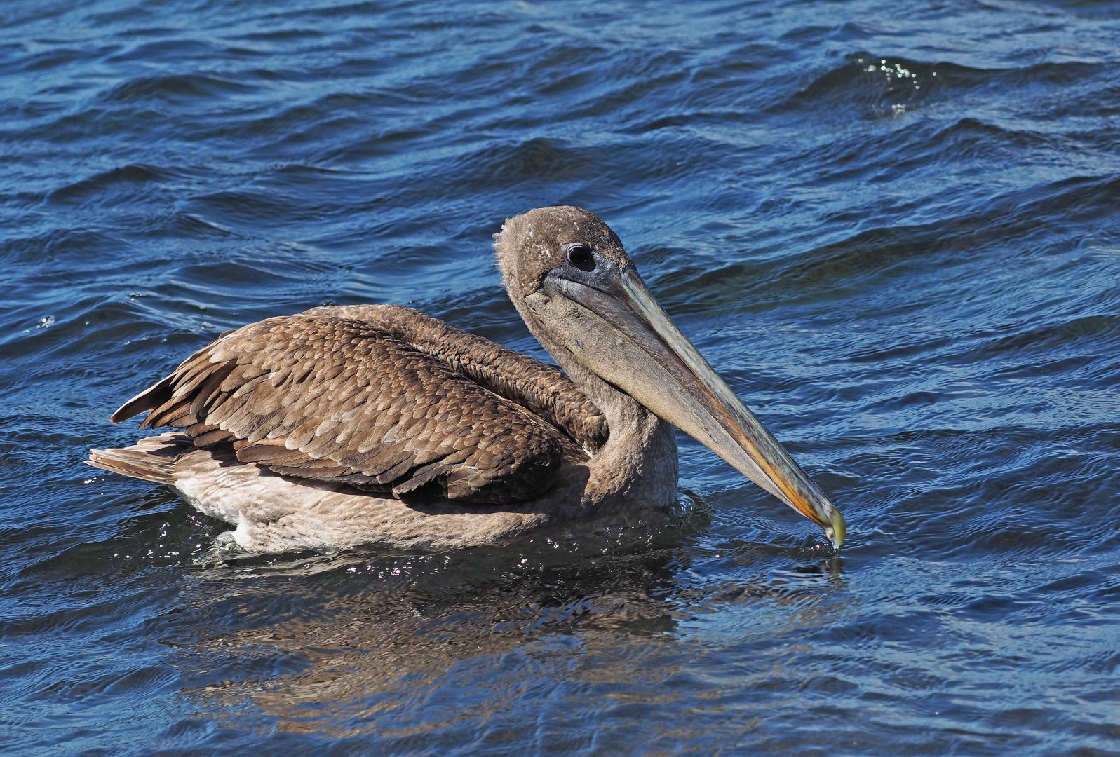 Galapagos Brown Pelican - Pelecanus occidentalis urinator - Photo Credit: Photo by Judy Gallagher from Wikimedia