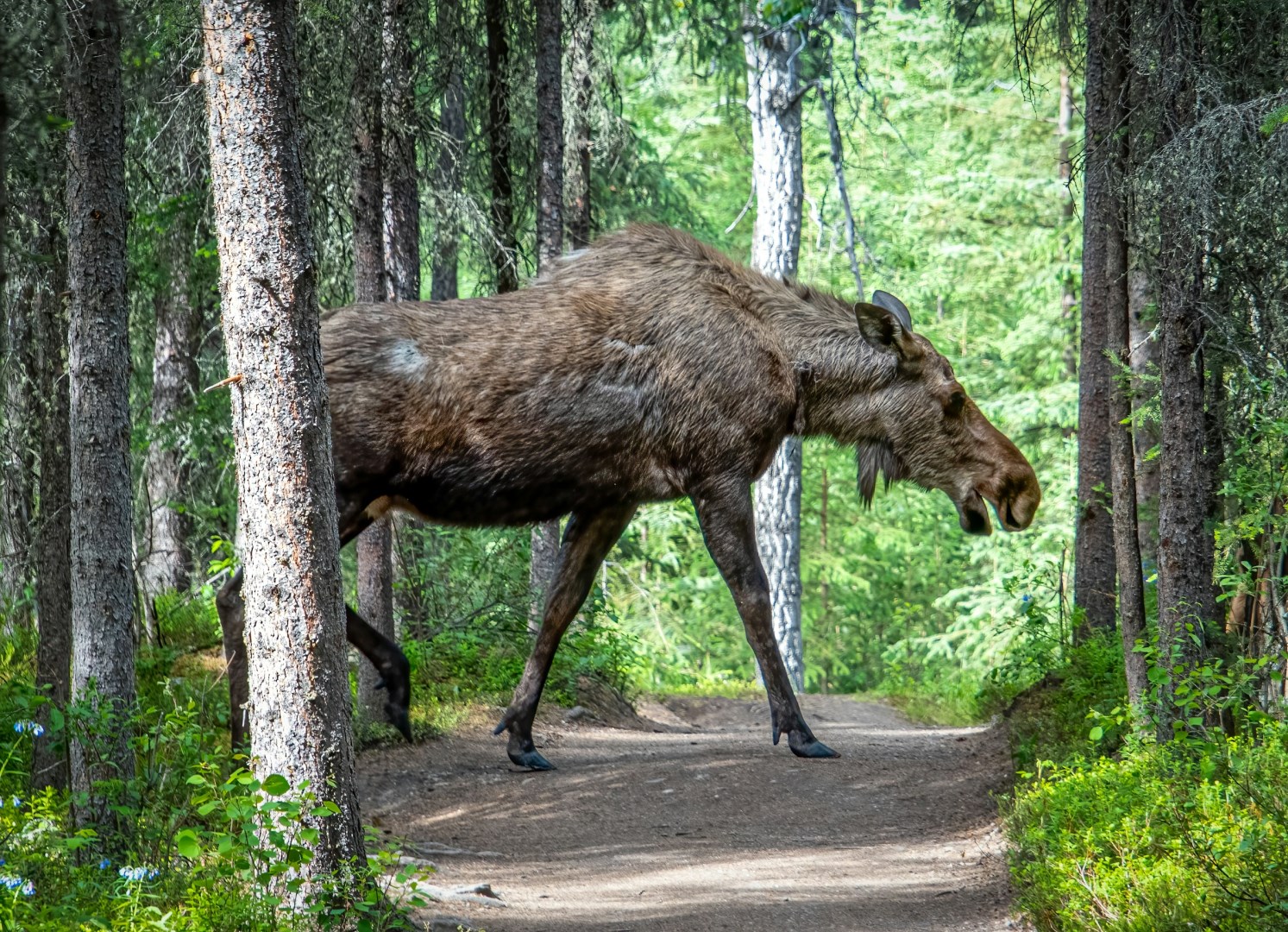 Moose at Horseshoe Lake - Photo Credit: Photo by Stephen Crane on Unsplash