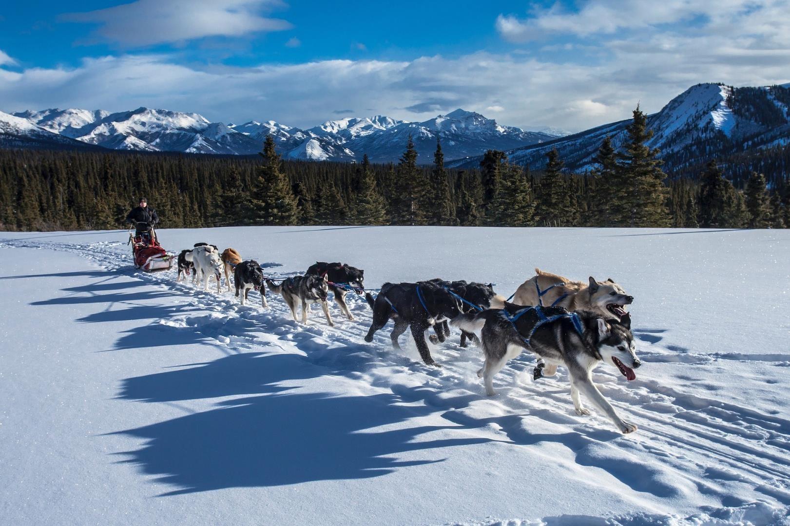 Dog sledding in Denali National Park Dog sledding in Denali National Park - Photo Credit: skeeze via Pixabay