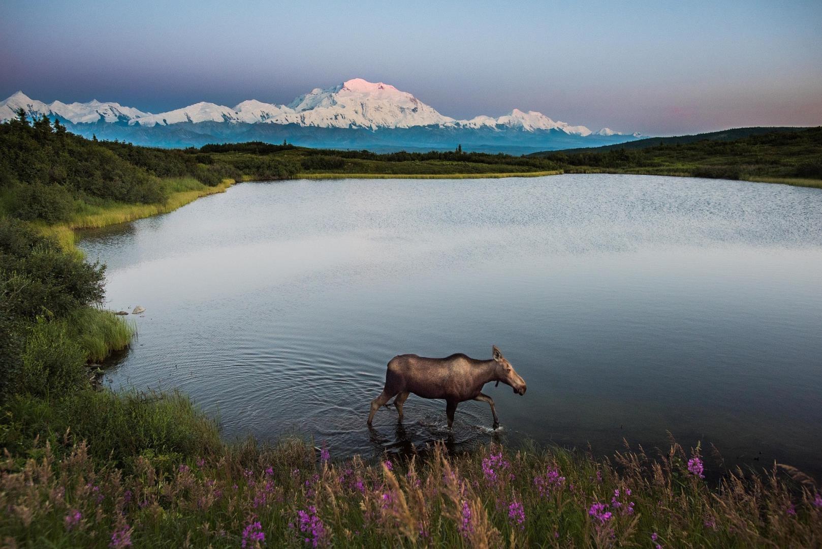 Denali National Park, Alaska Denali National Park, Alaska - Photo Credit: skeeze via Pixabay