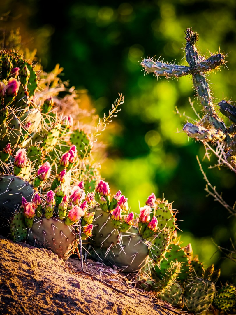  Photo Credit: Photo by Michael Perrine on Unsplash