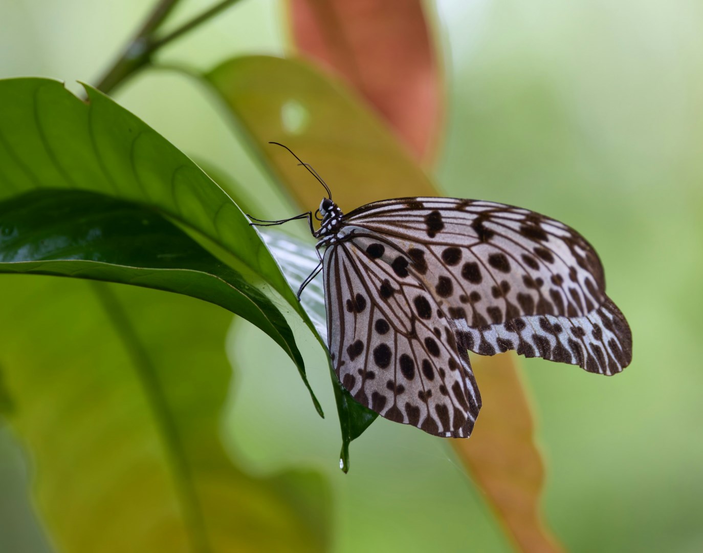 Giant Tree Nymph - Photo Credit: Photo by Zdeněk Macháček on Unsplash