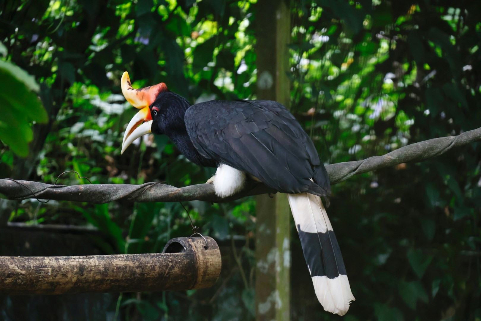 Rhinoceros hornbill at Lok Kawi Wildlife Park - Photo Credit: Photo by You Le on Unsplash