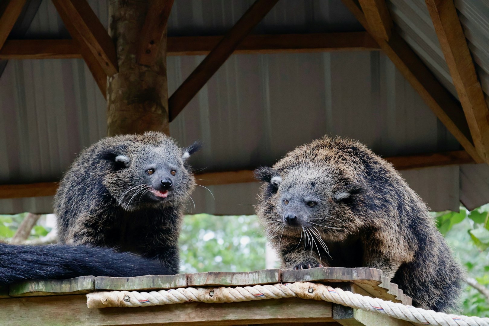 Binturongs at Lok Kawi Wildlife Park - Photo Credit: Photo by You Le on Unsplash