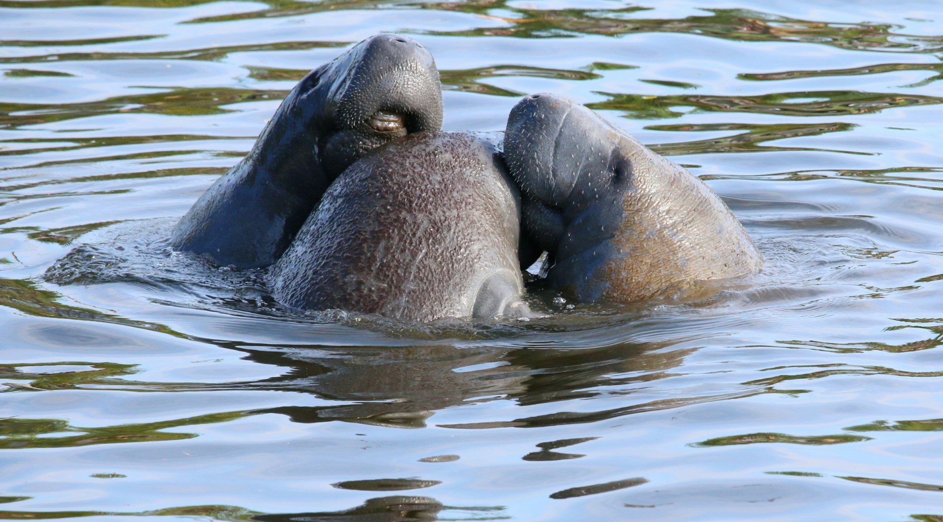 Manatees - Photo Credit: Photo by Paul Crook on Unsplash