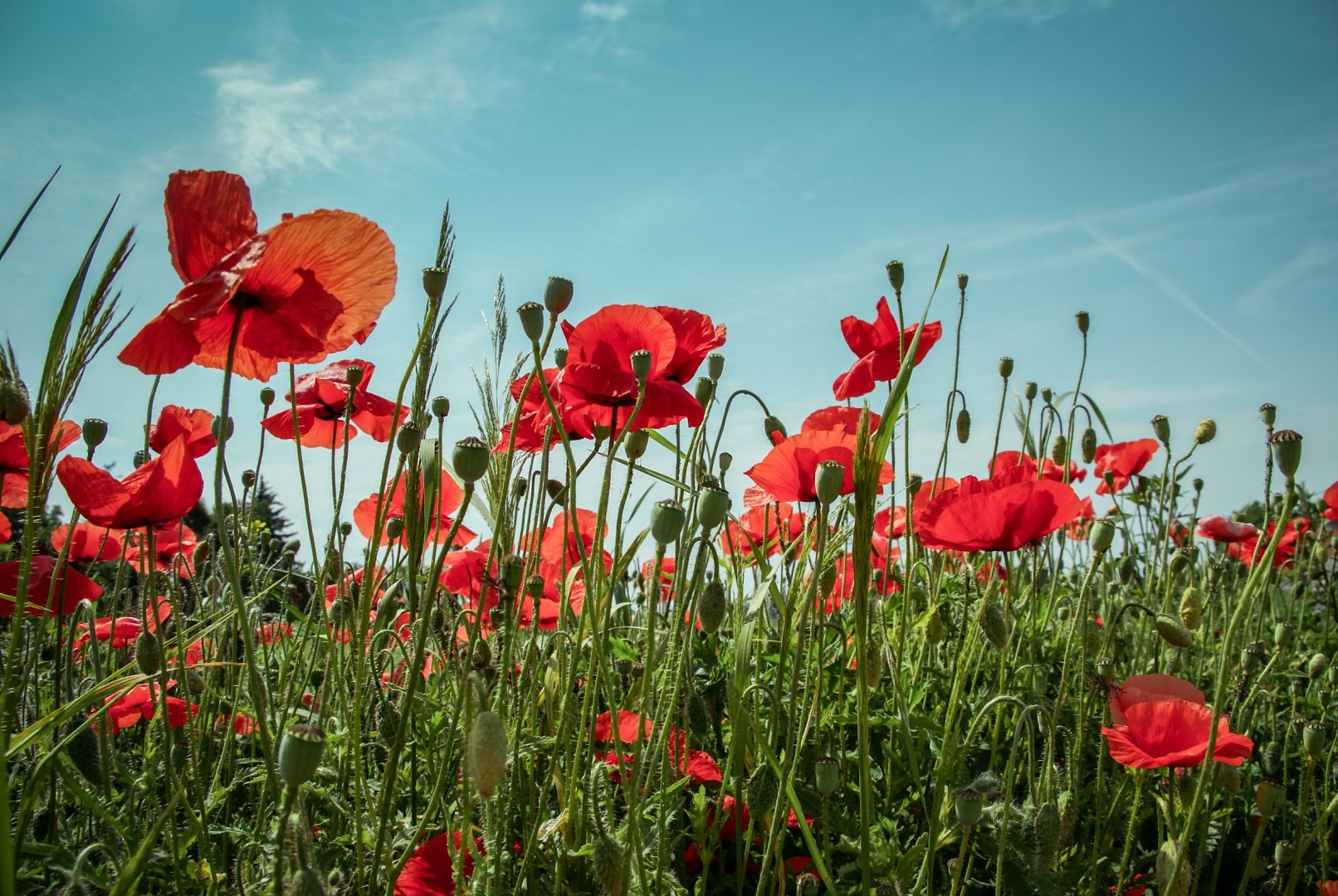  Photo Credit: Photo by Katarzyna Pe on Unsplash