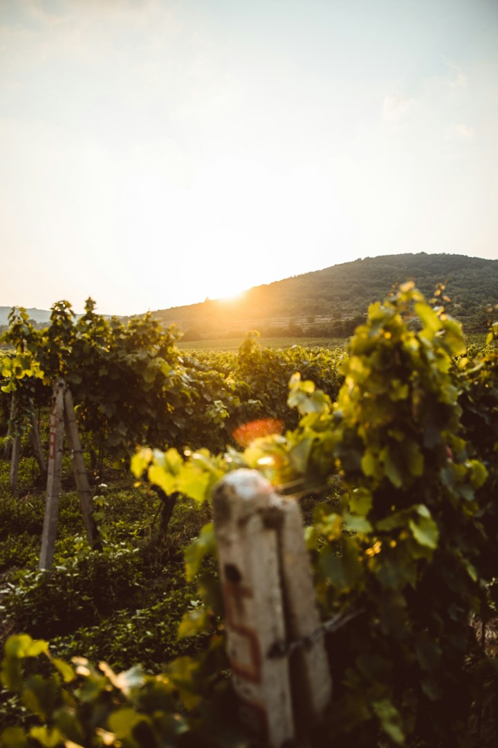  Photo Credit: Photo by Martin Katler on Unsplash