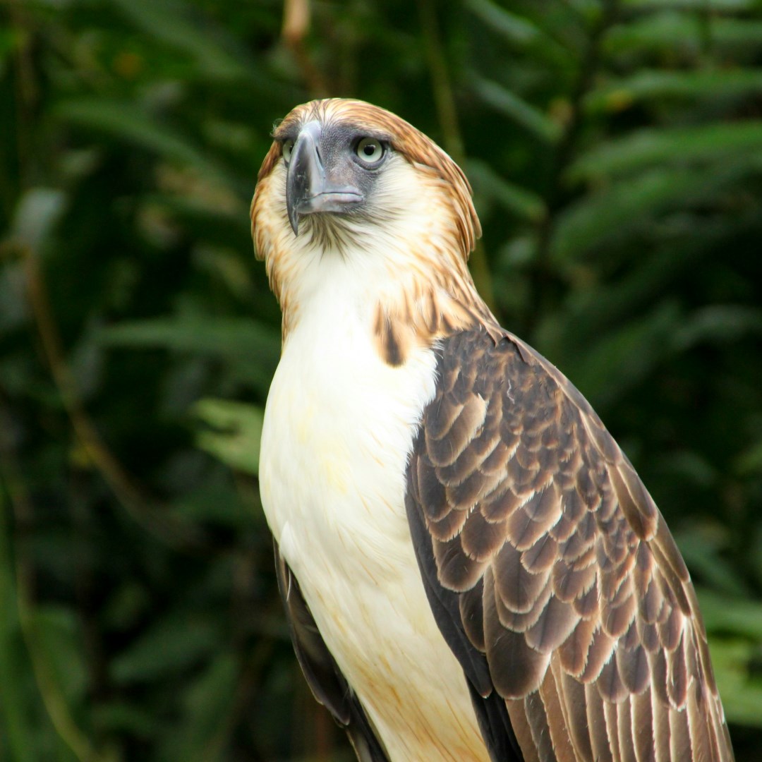 Philippine Eagle - Photo Credit: Photo by Charles Salutan on Unsplash