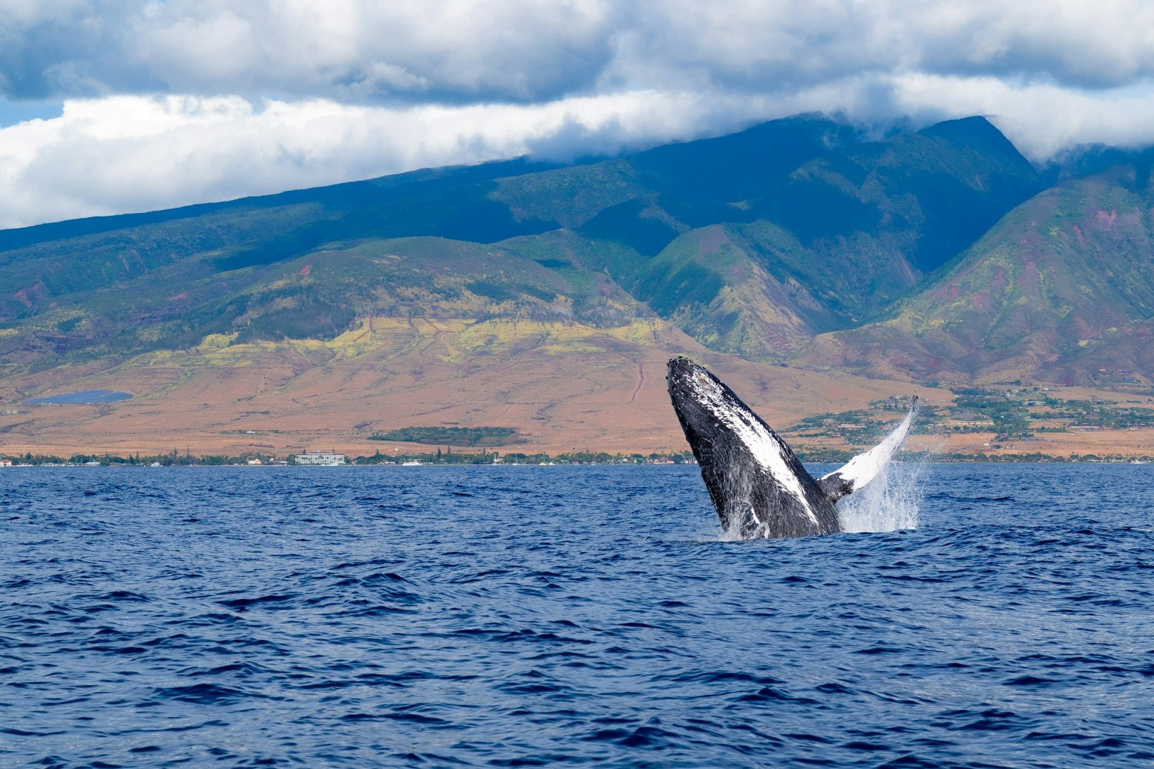 Humpback Whale - Photo Credit: Photo by Steve Wrzeszczynski on Unsplash