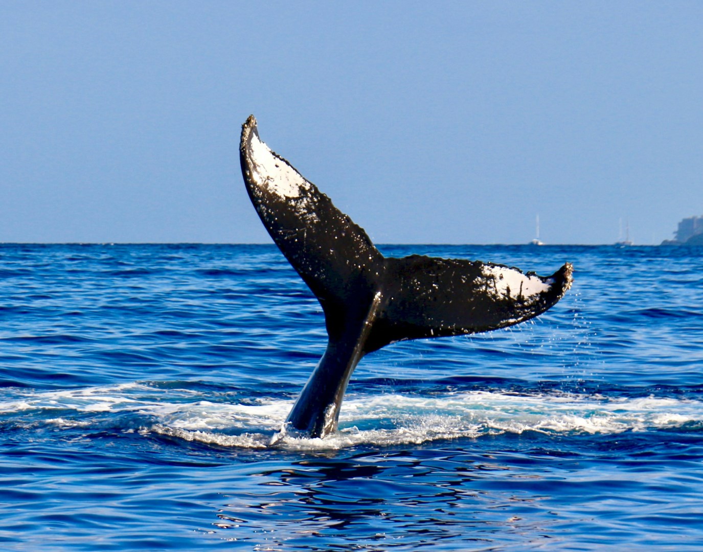 Whale - Photo Credit: Photo by Andrew Bain on Unsplash