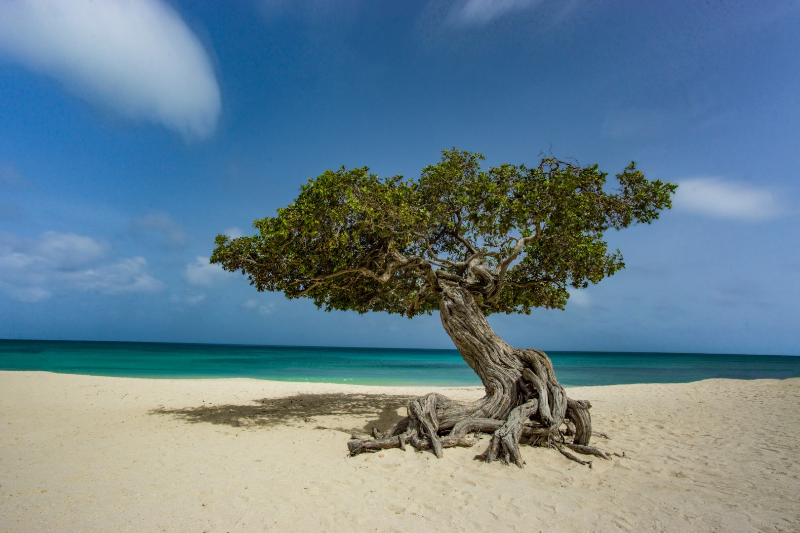 Divi Divi Tree - Photo Credit: Photo by Benjamin R. on Unsplash