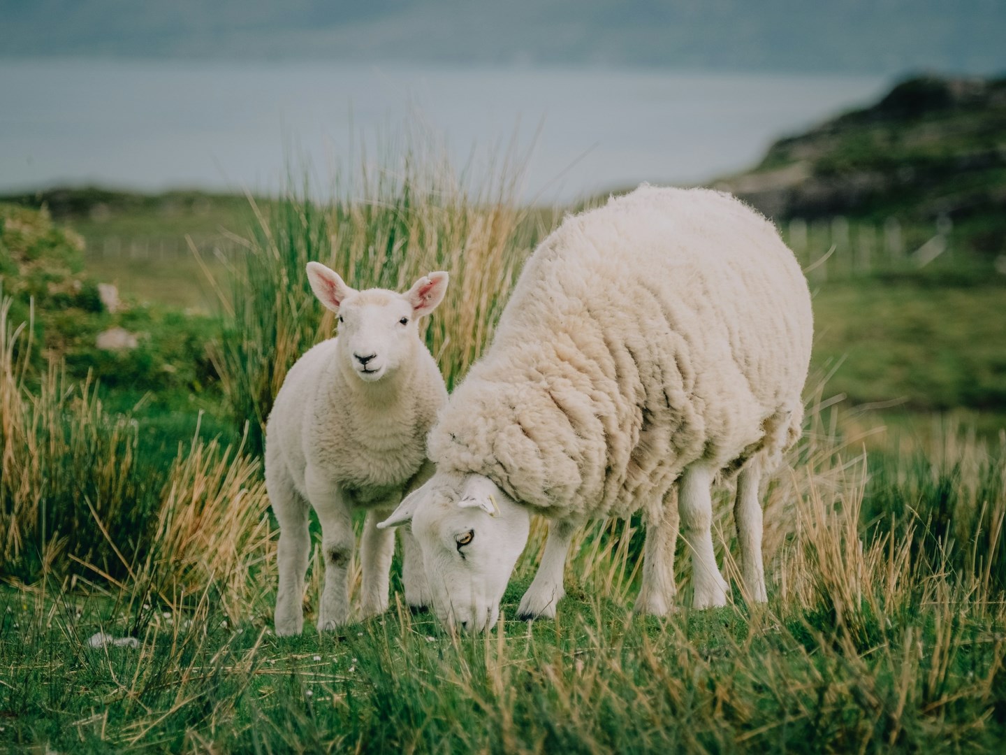 Photo Credit: Photo by Mitchell Orr on Unsplash