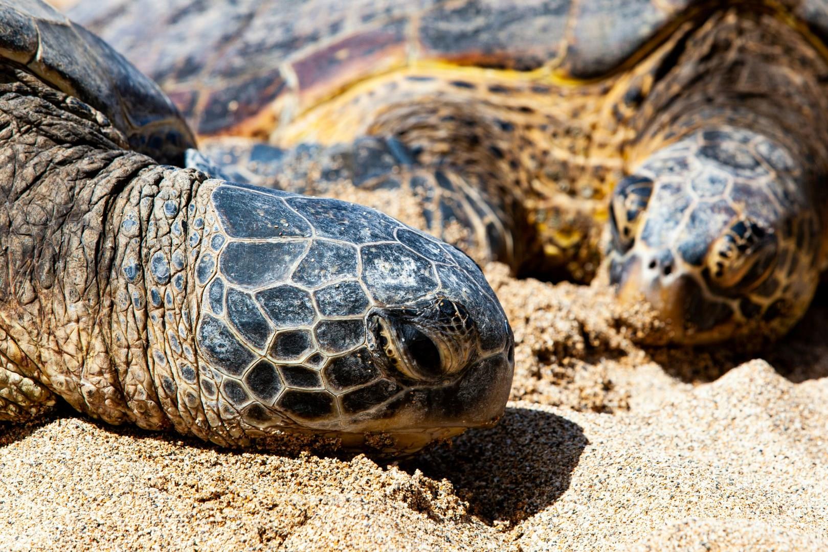  Photo Credit: Steve Wrzeszczynski