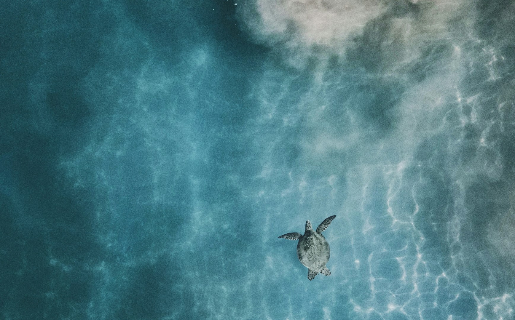 Turtle - Photo Credit: Photo by Mitch Meyers on Unsplash