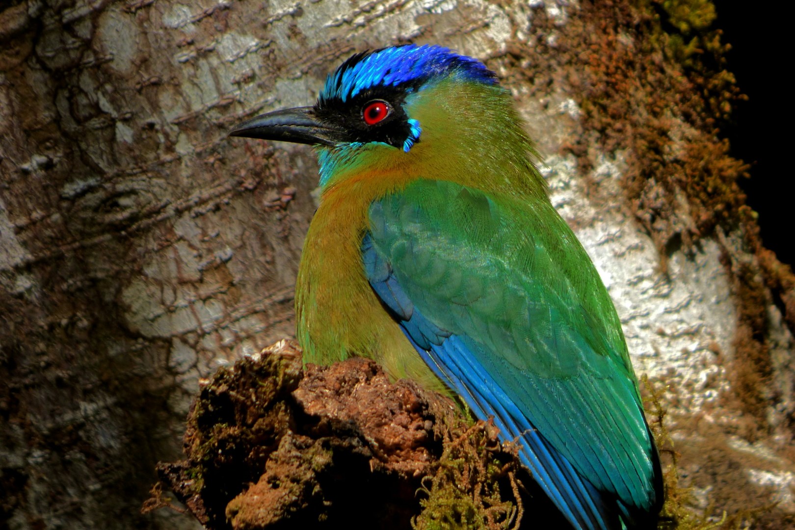 esson's Motmot - Photo Credit: Photo by Dulce Wilson on Unsplash