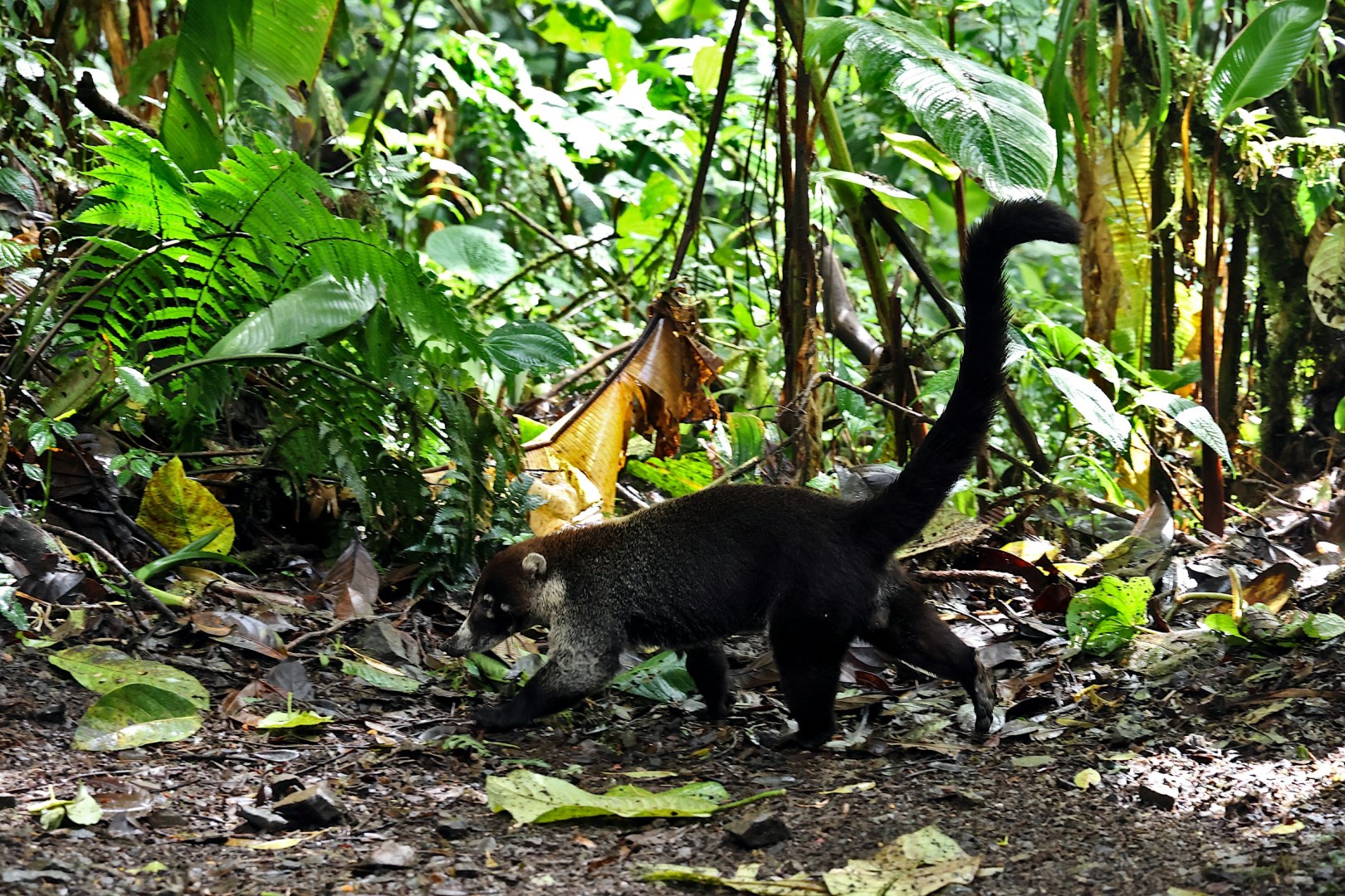 Coati - Photo Credit: Photo by Frank Eiffert on Unsplash