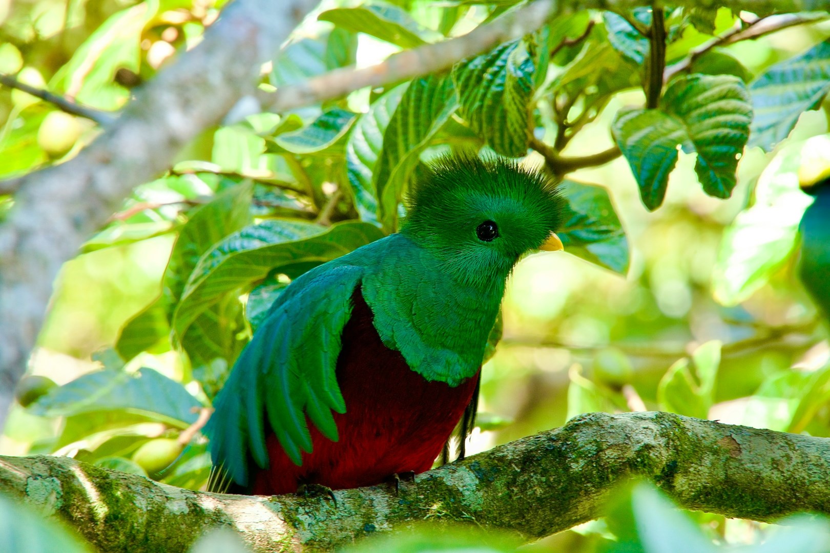 Quetzal - Photo Credit: Photo by Aleksandar Popovski on Unsplash