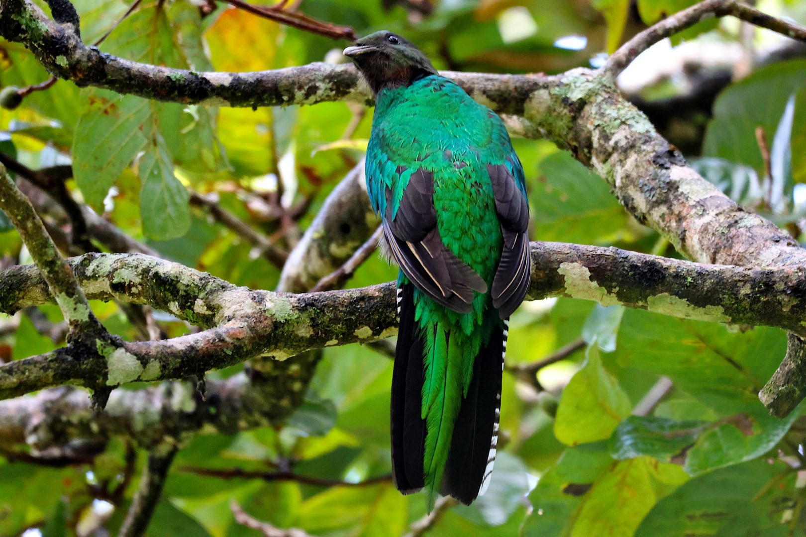 Female Quetzal - Photo Credit: Photo by Frank Eiffert on Unsplash
