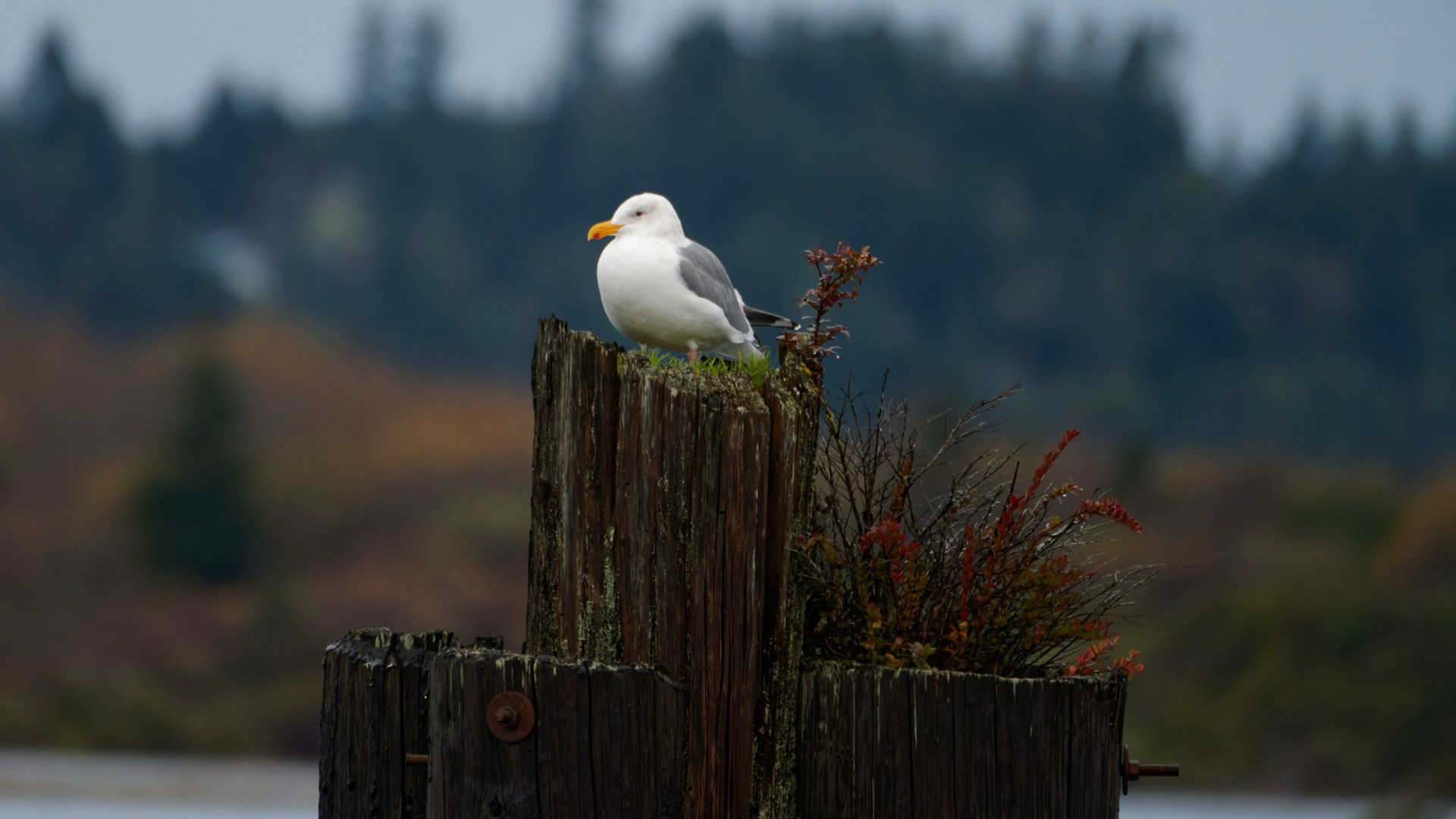 Coos Bay