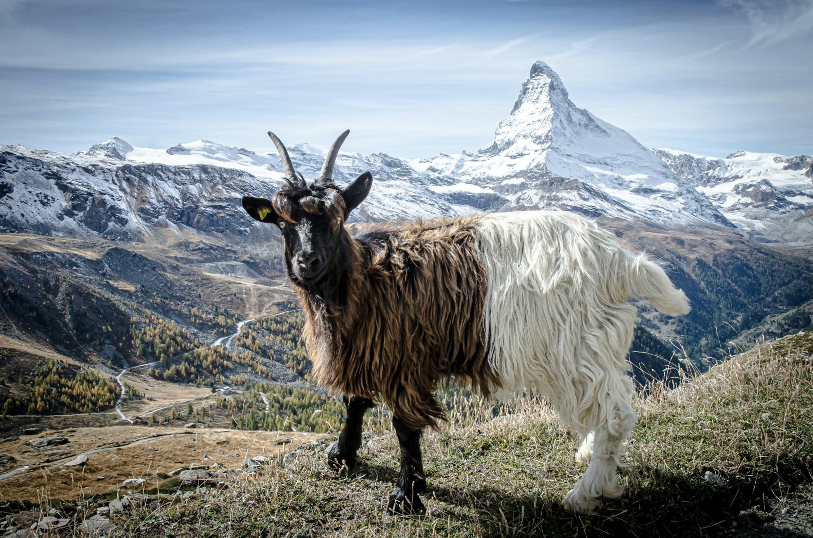 Valais Blackneck - Photo Credit: Photo by Stéphane Mingot on Unsplash