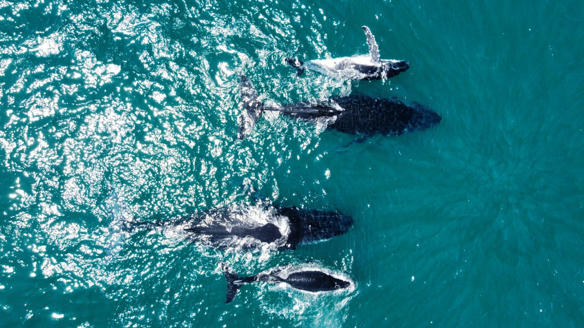 Whales - Photo Credit: Photo by Bailey Rytenskild on Unsplash