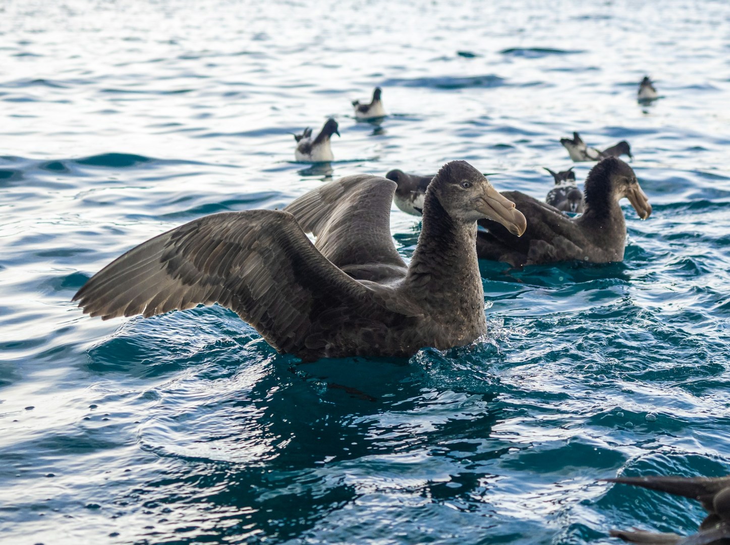 Northern Giant Petrels - Photo Credit: Photo by Adele Erolsky on Unsplash