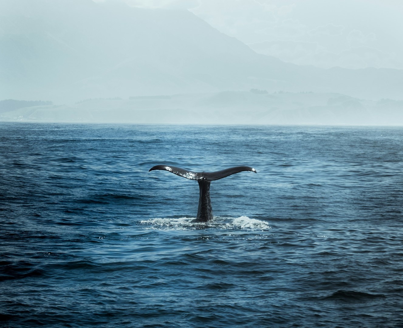  Photo Credit: Photo by Iswanto Arif on Unsplash