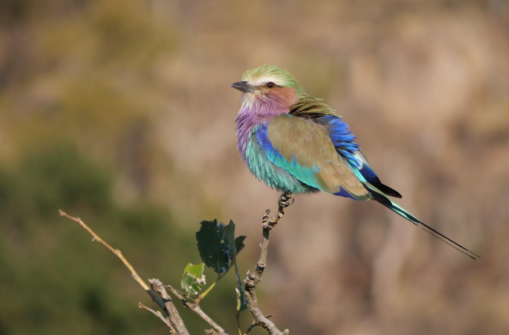  Photo Credit: mkraucht