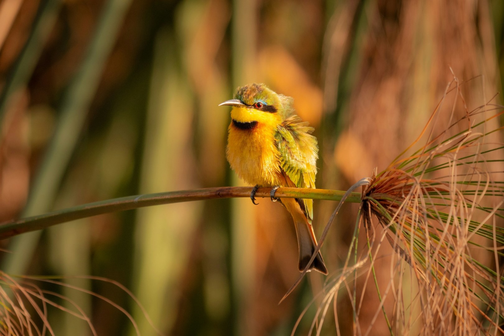 Little Bee-eater - Photo Credit: Photo by Chris Stenger on Unsplash