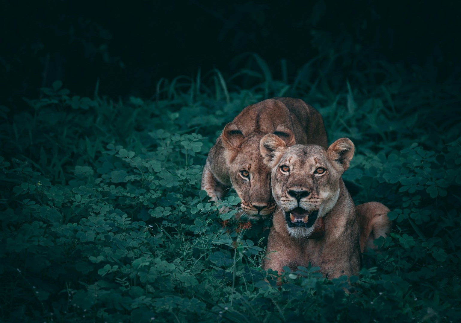  Photo Credit: Photo by Geranimo on Unsplash