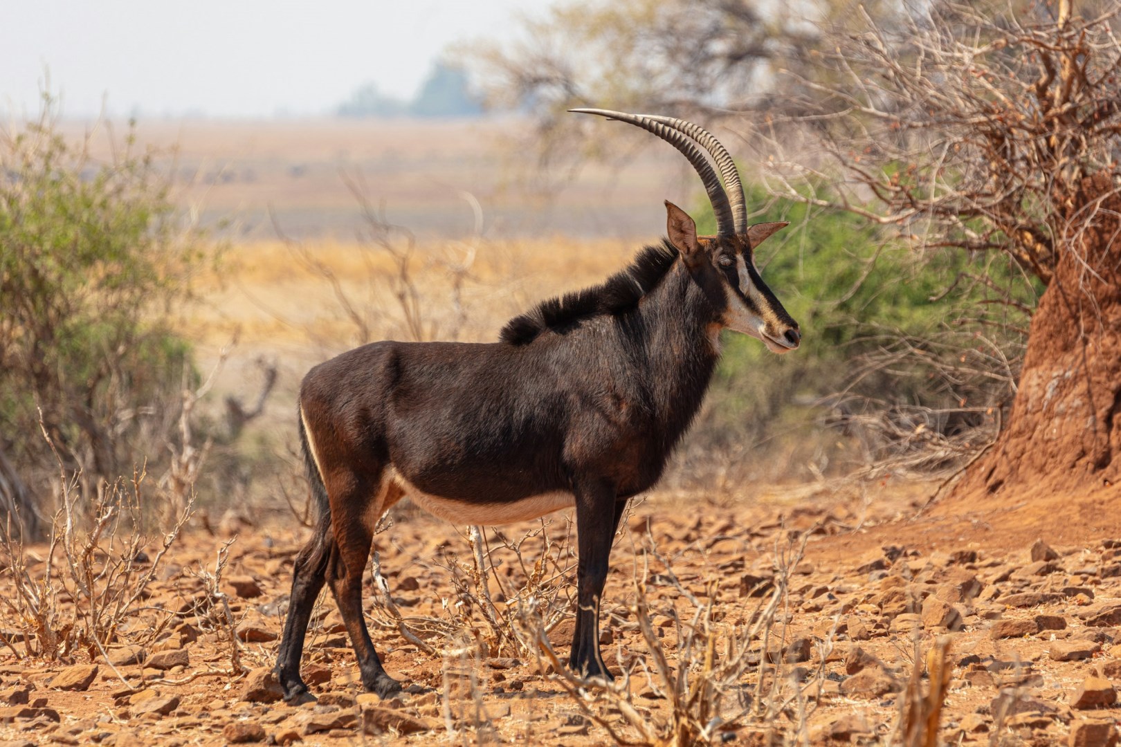 Sable Antelope - Photo Credit: Photo by Chris Stenger on Unsplash