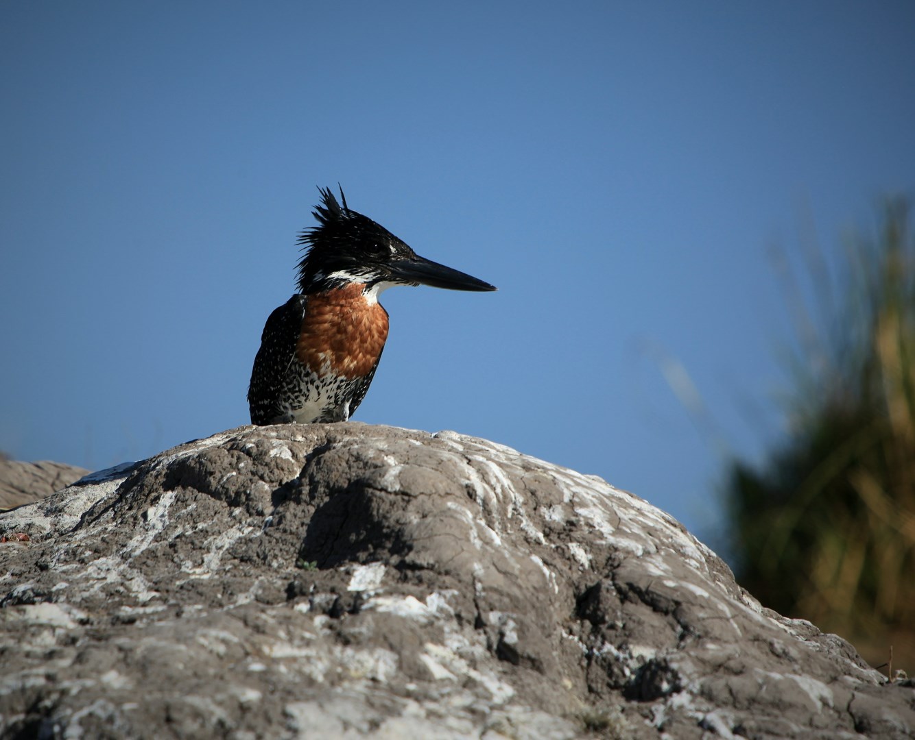 Kingfisher - Photo Credit: Photo by Colin Hobson on Unsplash