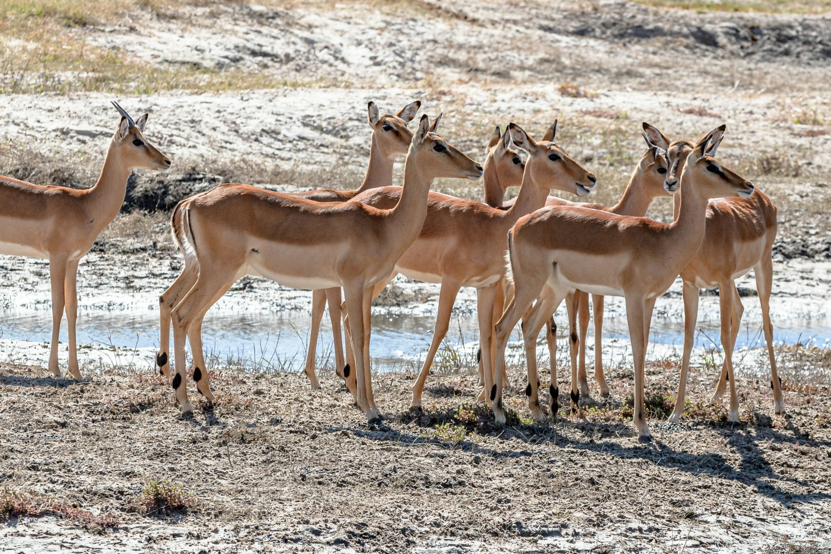  Photo Credit: Photo by Peter Strydom on Unsplash