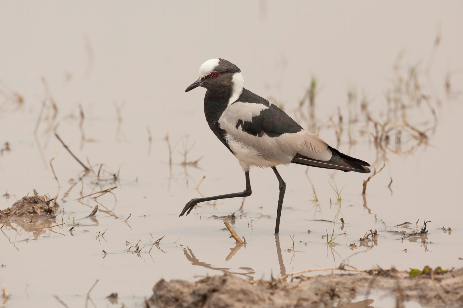 Blacksmith Lapwing - Photo Credit: Photo by Chris Stenger on Unsplash