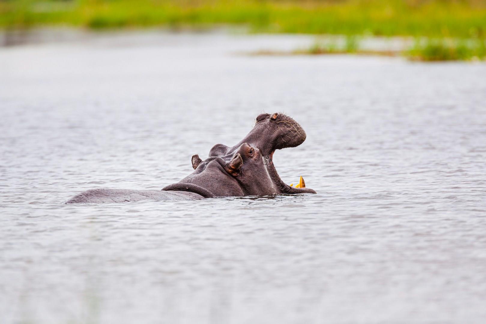 Moremi Wildlife Reserve