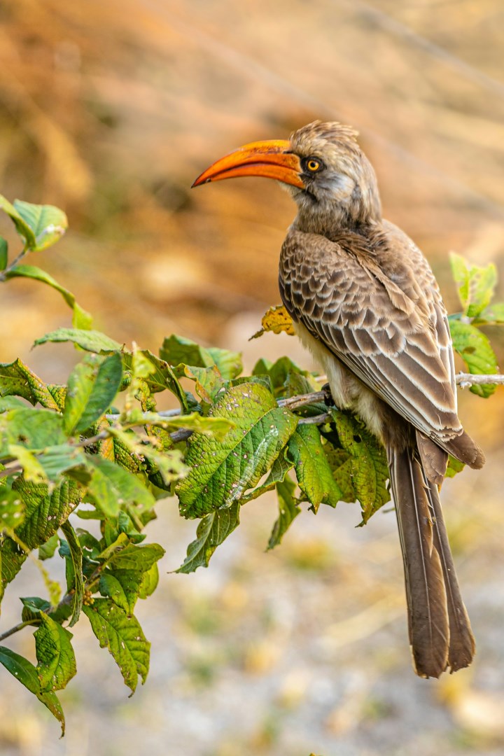 Yellow Hornbill - Photo Credit: Photo by Peter Strydom on Unsplash