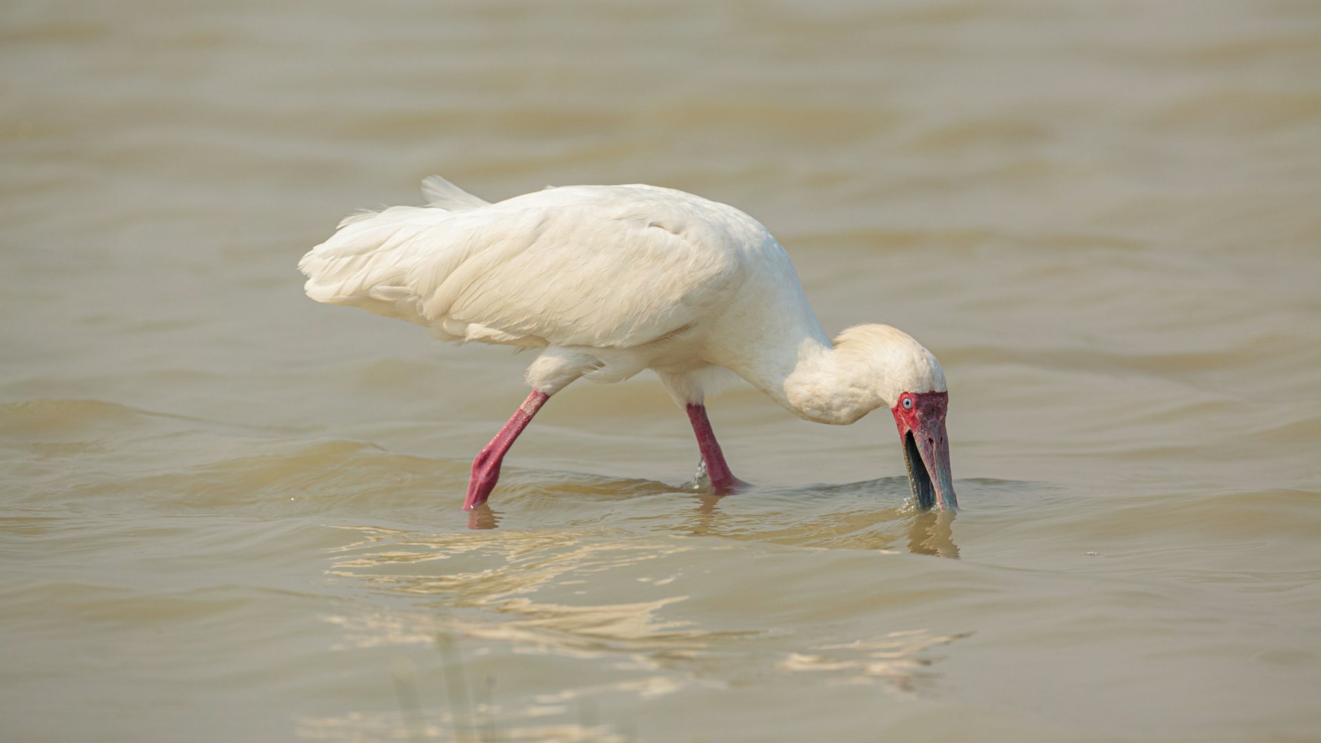 African Spoonbill - Photo Credit: Photo by Chris Stenger on Unsplash